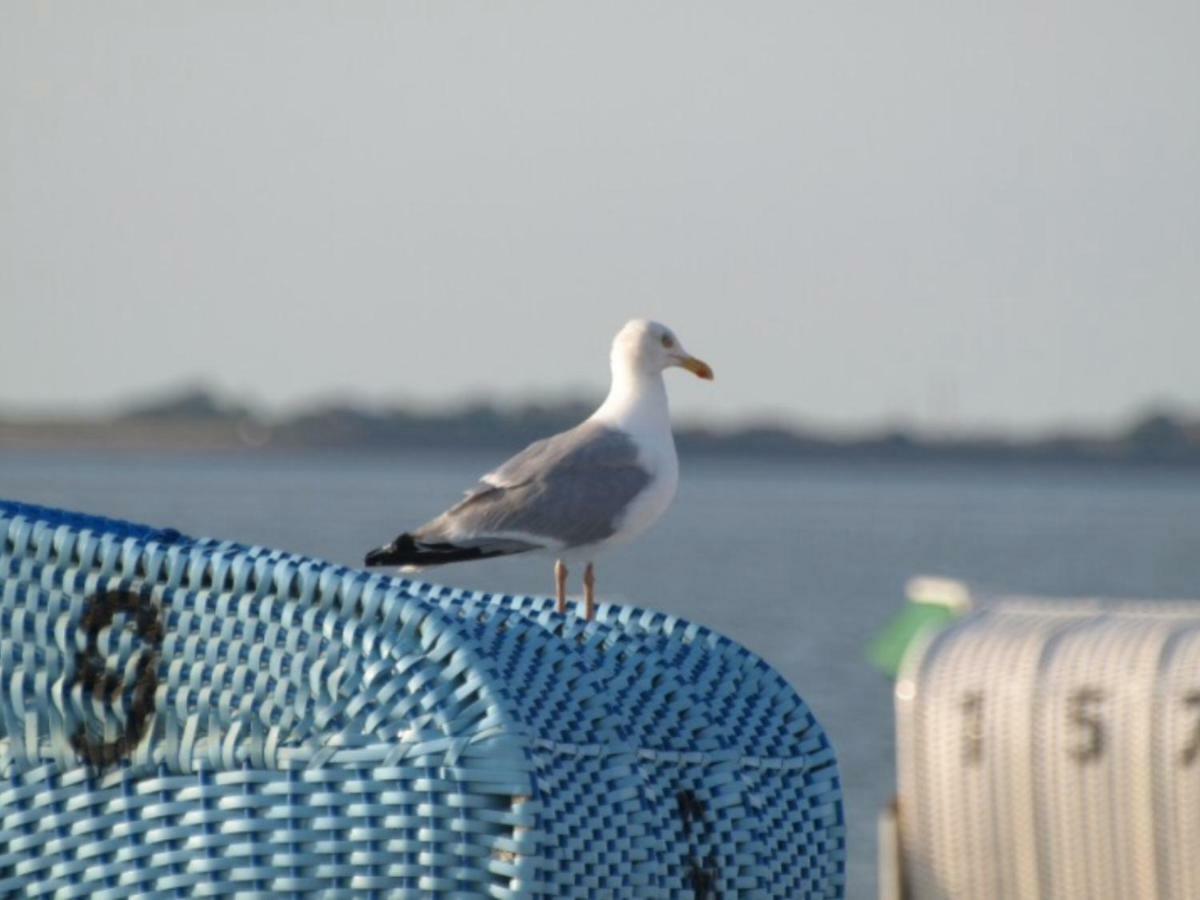 Strandlaeufer